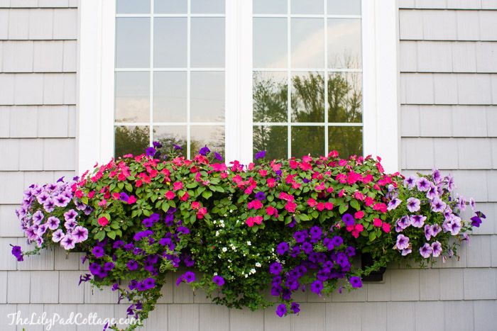 8 BEST PLANTS FOR WINDOW BOXES