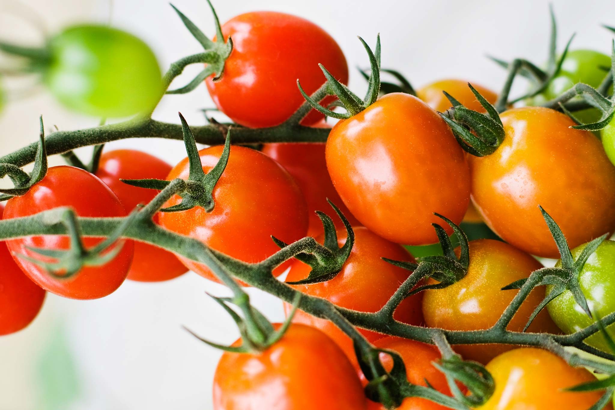 Tomato Treasures:The 9 Sweetest Tomatoes for Your Garden Bounty